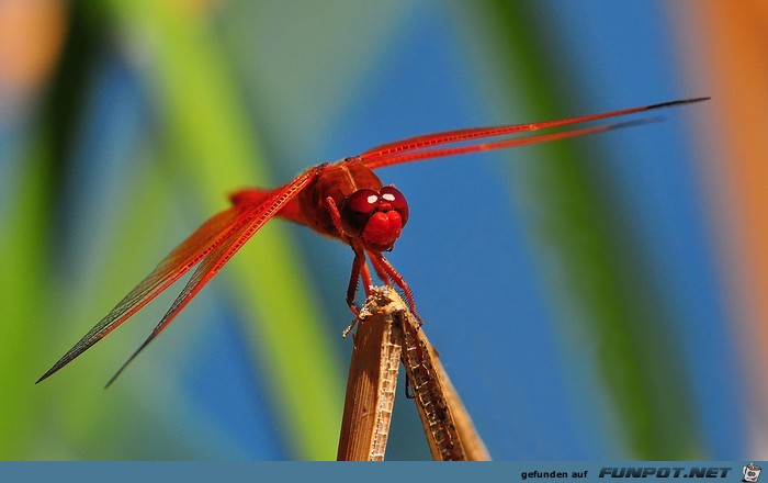 Wow-Bilder! Anschauen und genieen!