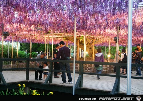 Japanische Blhende Wasserflle