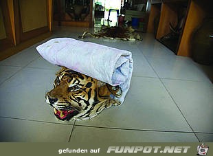 Suschi gerollt Suschi gerollt
