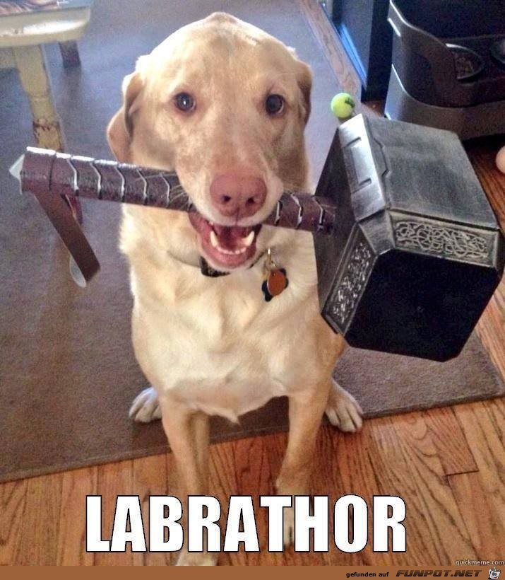 Labrador Labrador