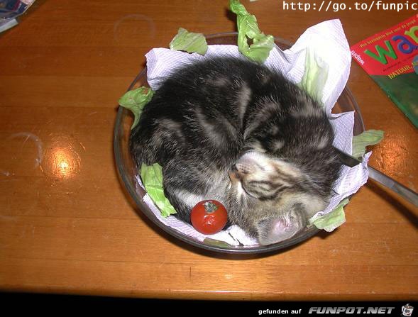 cat salad