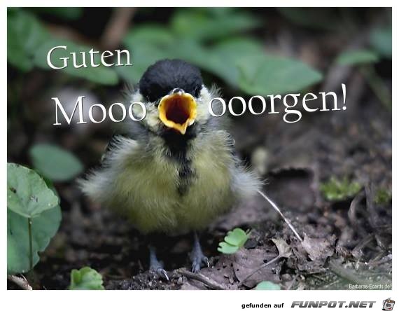 Guten Moooooorgen