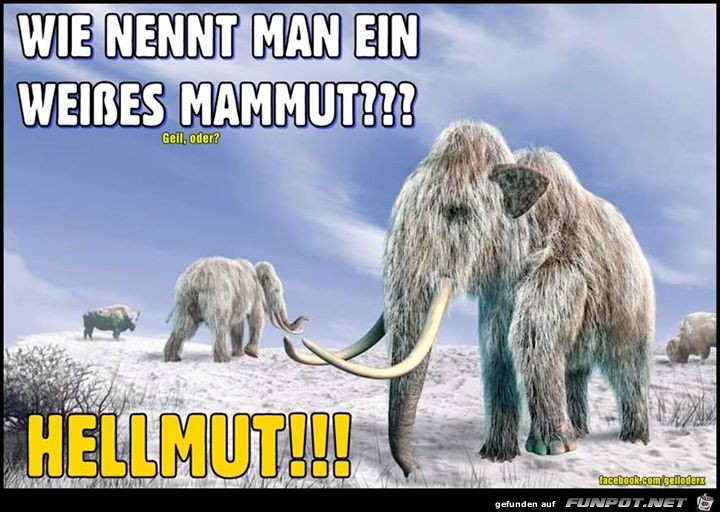 Helmut Helmut