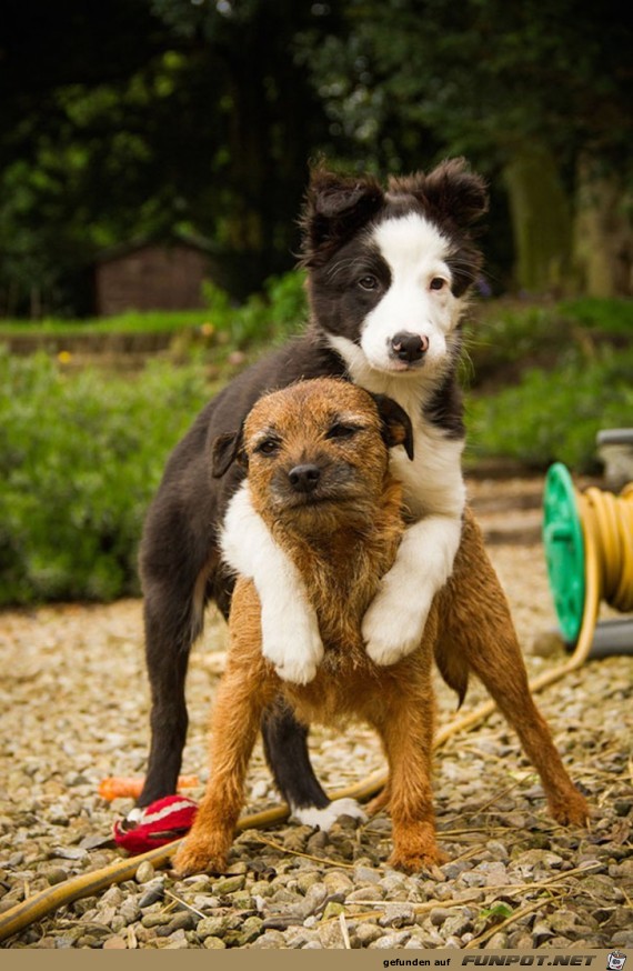 Beste Hunde-Freunde! So sieht wahre Freundschaft aus....