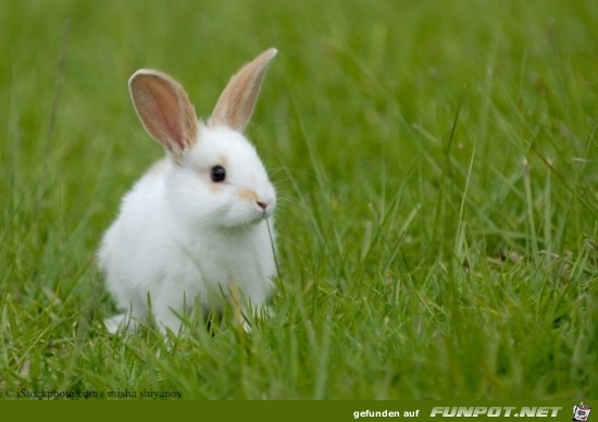 Hase 20 Hase 20