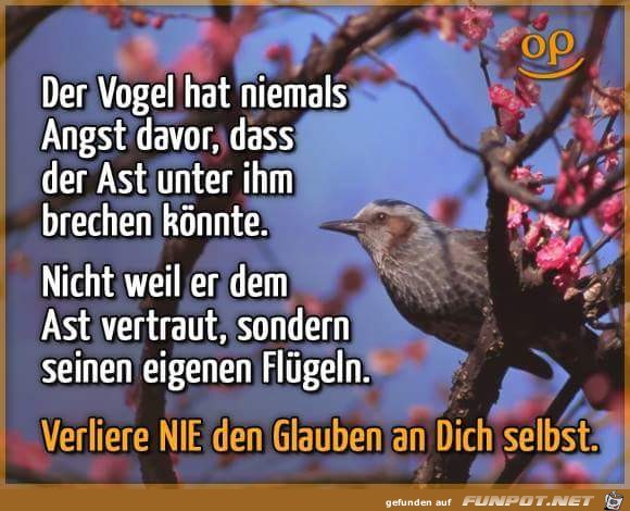 der vogel