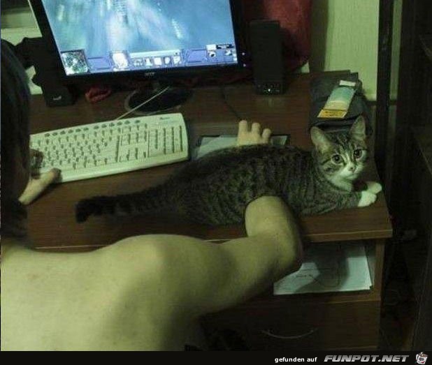 Katzen-Aktion16 Katzen-Aktion16