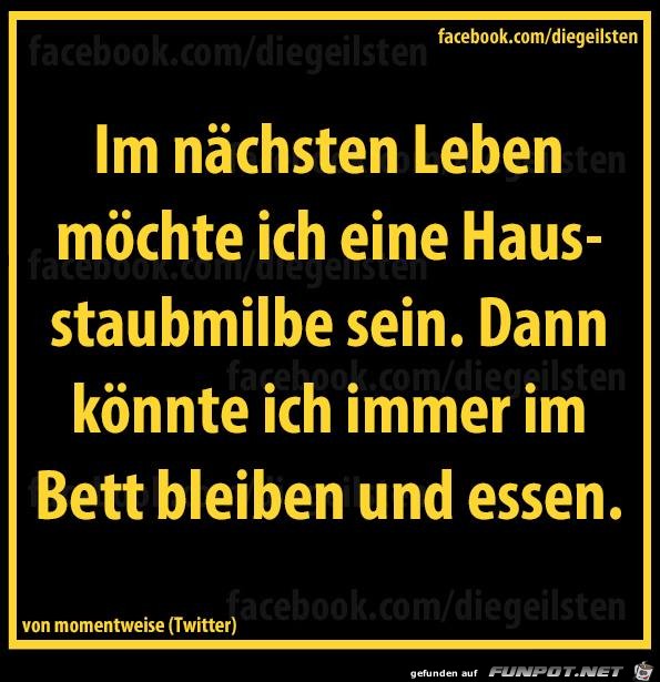 diegeilsten Hausstaubmilbe diegeilsten Hausstaubmilbe