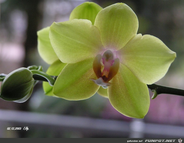Orchidee Orchidee