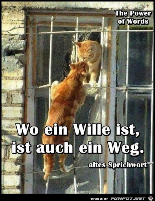 wo ein wille