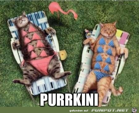 purrkini purrkini
