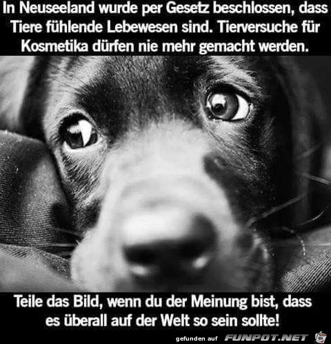 Tierversuche