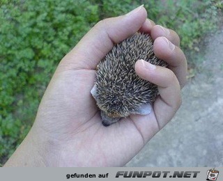 FW: Baby Porcupine...adorable!