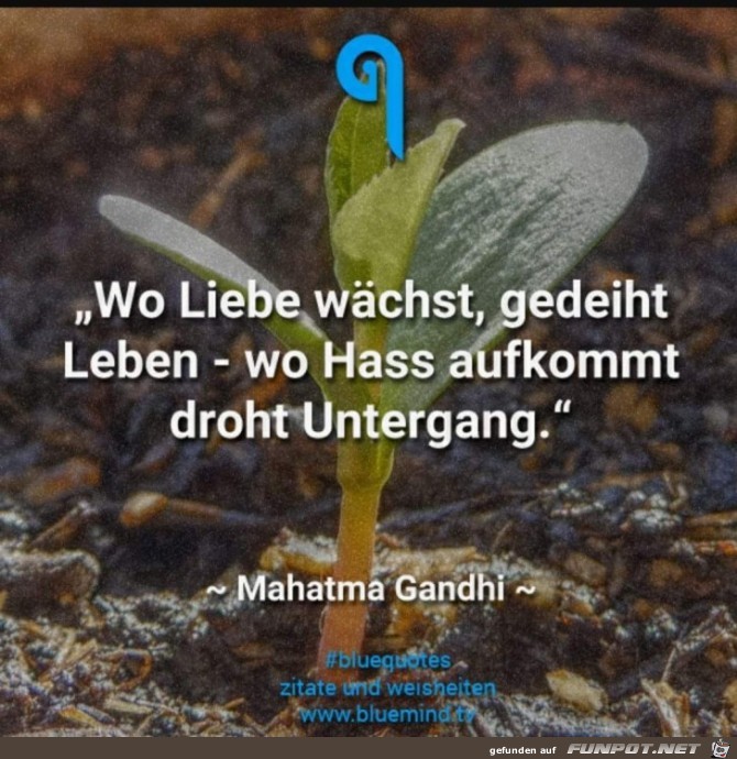 wo liebe waechst