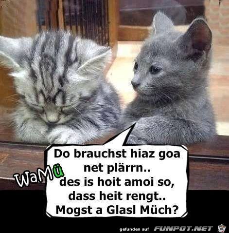 Do brauchst hiaz goa net plaerrn Do brauchst hiaz goa net plaerrn