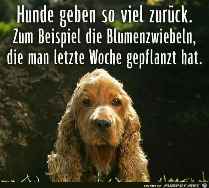 hunde geben so viel zurueck hunde geben so viel zurueck