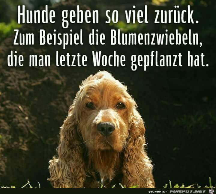 hunde geben so viel zurueck