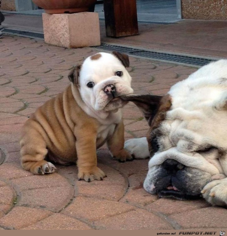 Diese Bulldoggen-Babys sind doch wirklich zum Knutschen.