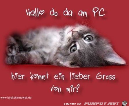 Hallo Hallo