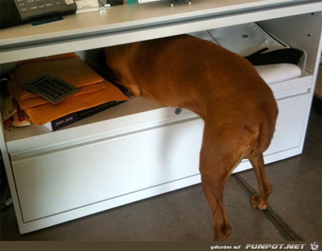 11 funny-dog-scared-vet 11 funny-dog-scared-vet