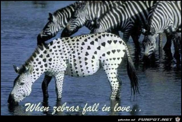 Zebras Zebras