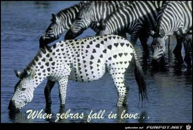 Zebras