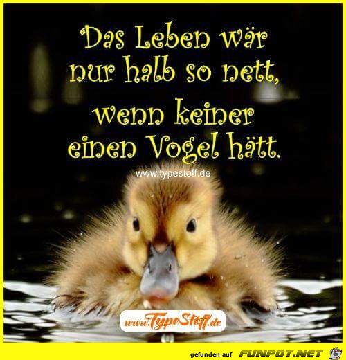 vogel vogel