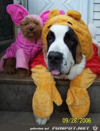 noch mehr Bilder, wie arme Hundchen zu Halloween...