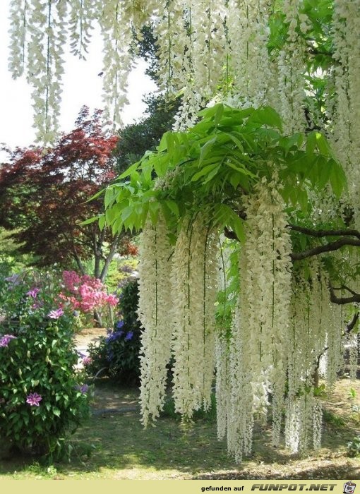 Japanische Blhende Wasserflle