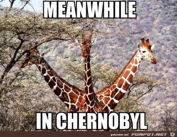 giraffen giraffen