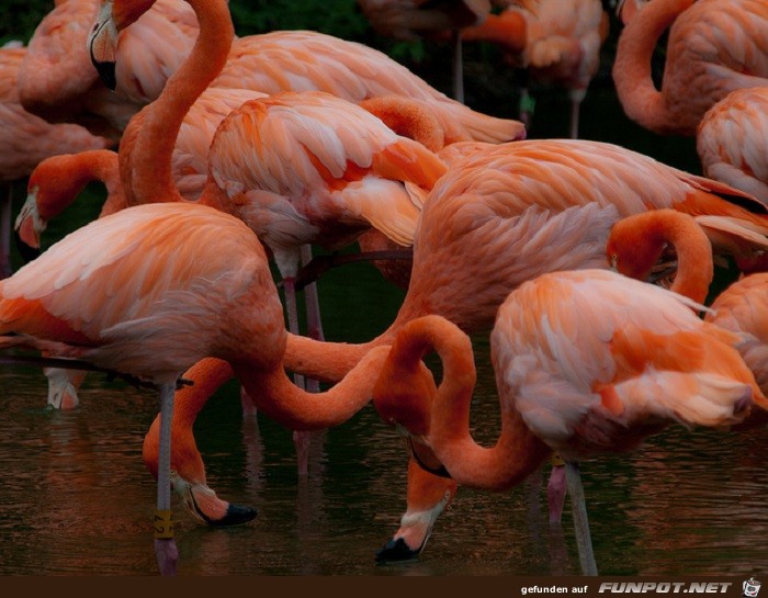 Schoene Tierbilder 14 Schoene Tierbilder 14