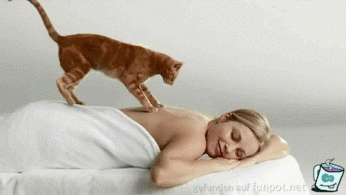 Katzen-Massage