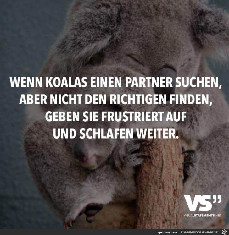 Wenn Koalas einen Partner suchen