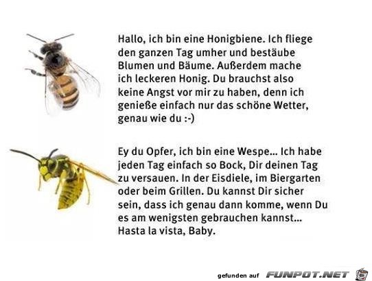 eine Hongbine eine Hongbine