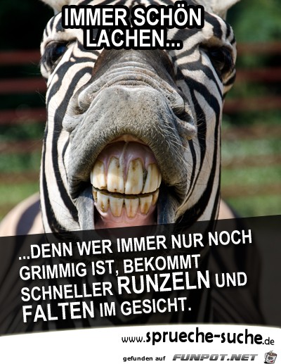 zebra-immer-schoen-lachen-denn-wer-immer-nur-noch-grimmig-is