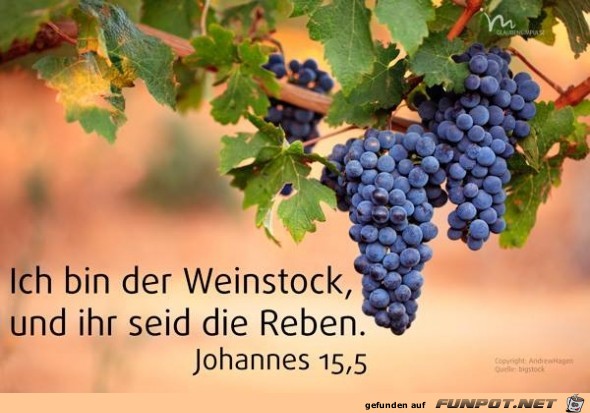 Johannes 15 5