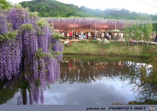 Japanische Blhende Wasserflle