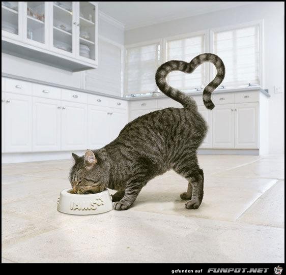 Iams Iams