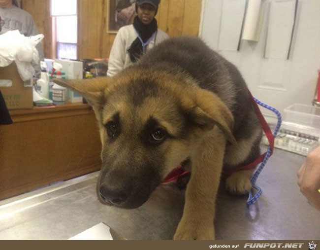 6 funny-scared-animals-vet-dog-ears 6 funny-scared-animals-vet-dog-ears