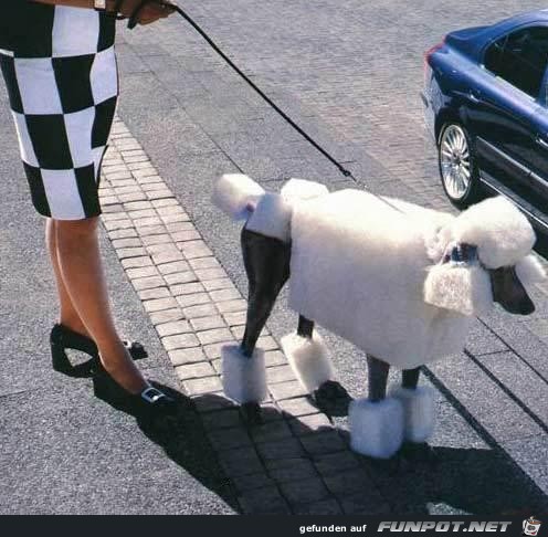 VIPDoggy VIPDoggy