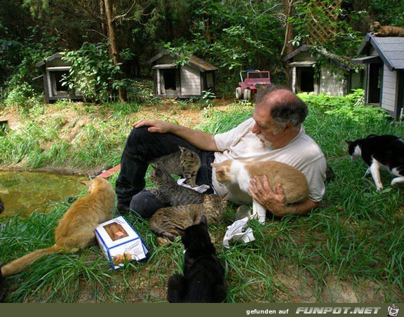 Mann baut Zufluchtsort fr Obdachlose Katzen