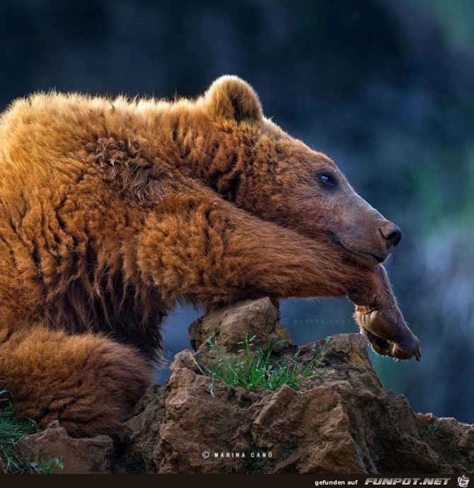 Tiere in freier Wildbahn!