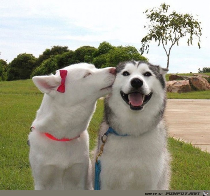 Lachende Hundegesichter!