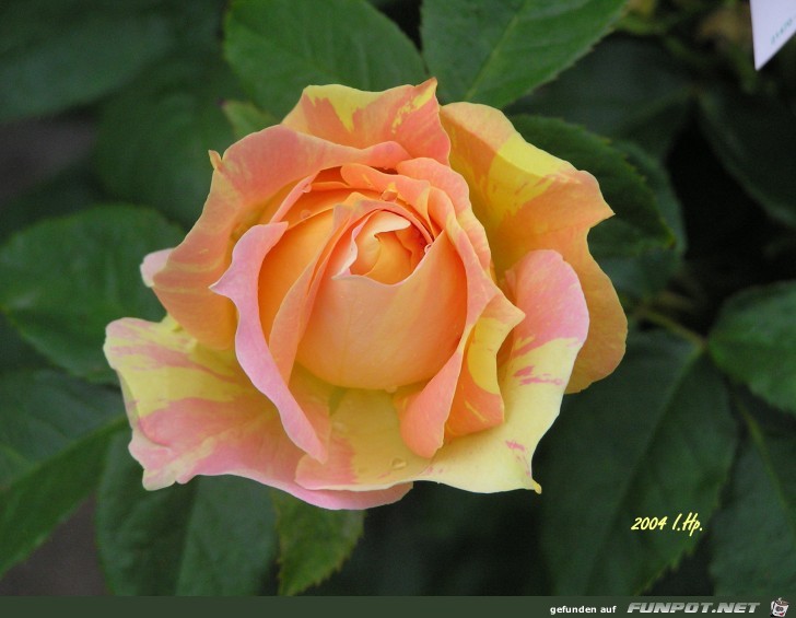 Malerrose Malerrose