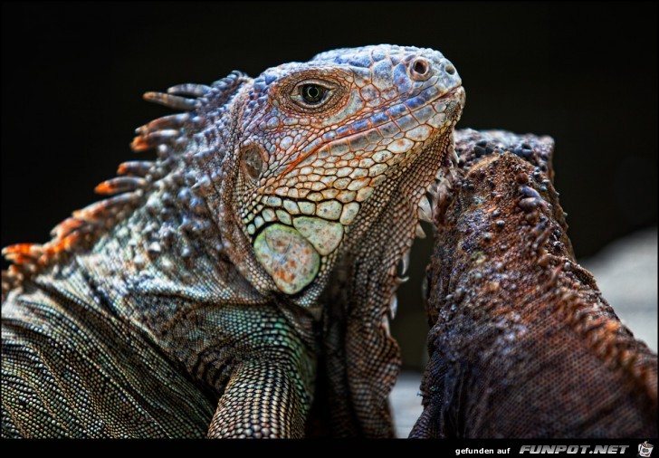 iguana iguana