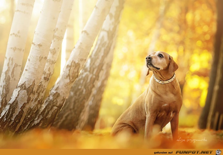 Goldige Hunde-Bilder 15 Goldige Hunde-Bilder 15
