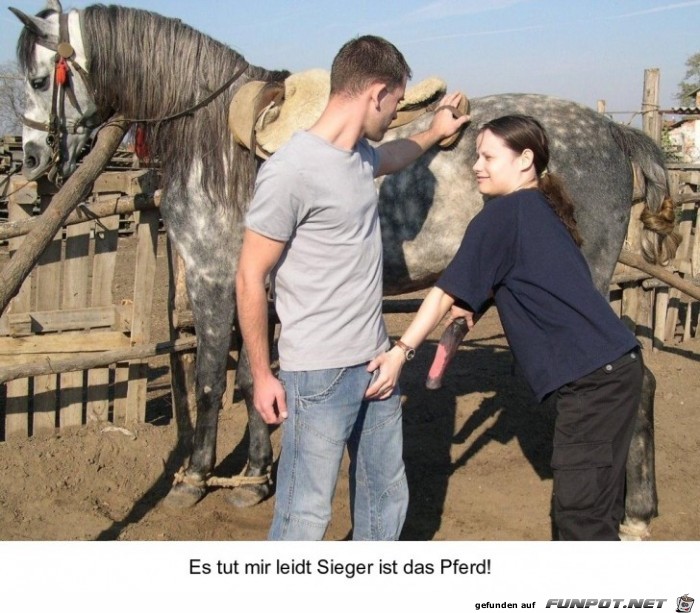 Sieger das Pferd