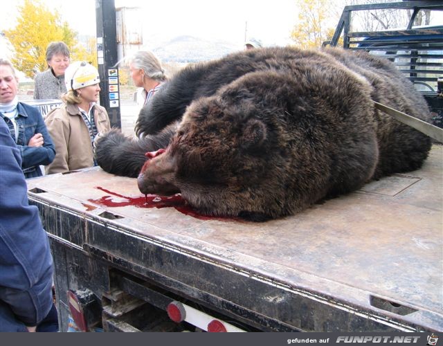 HUGE GRIZZLY BEAR KILLED BY MOTORCYCLE‏