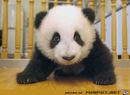 Haben Sie jemals gesehen, ein Panda Erwachsenwerden?