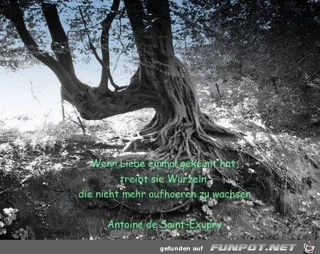 Wenn Liebe einmal gekeimt hat... Wenn Liebe einmal gekeimt hat...